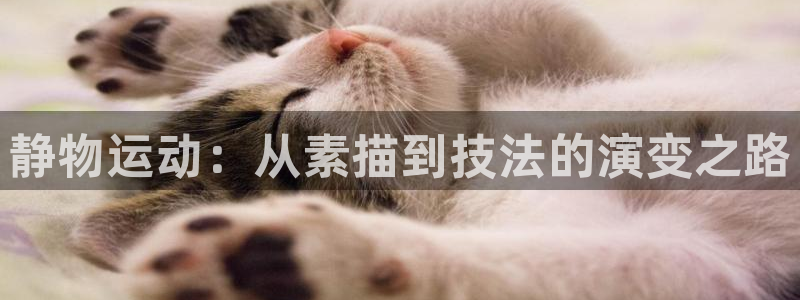 凯捷体育招商电话地址：静物运动：从素描到技法的演变之